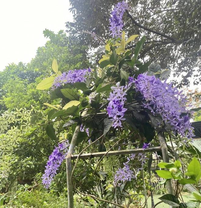 Nhà vườn 1.000m2 của NSND Thanh Hoa đủ hoa trái, nữ nghệ sĩ khoe loài hoa tím chuyển xanh đẹp mắt-6