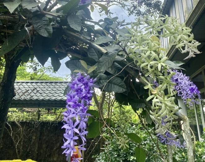 Nhà vườn 1.000m2 của NSND Thanh Hoa đủ hoa trái, nữ nghệ sĩ khoe loài hoa tím chuyển xanh đẹp mắt-7