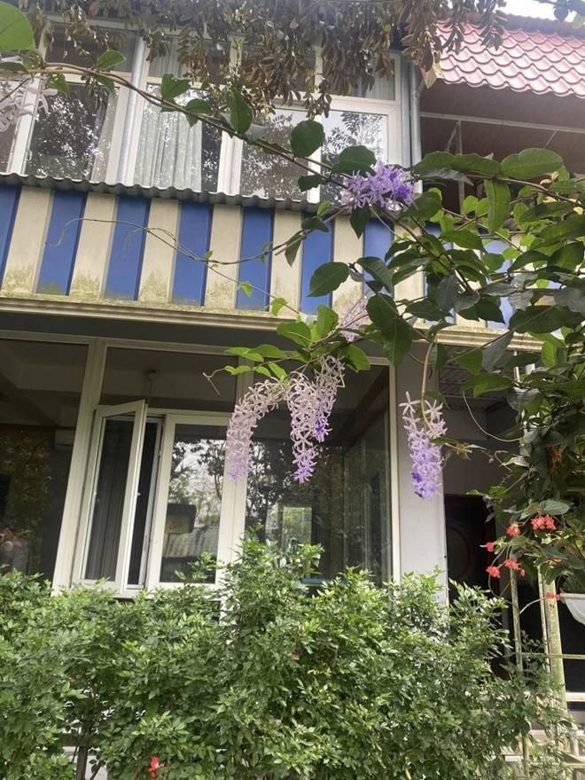 Nhà vườn 1.000m2 của NSND Thanh Hoa đủ hoa trái, nữ nghệ sĩ khoe loài hoa tím chuyển xanh đẹp mắt-8