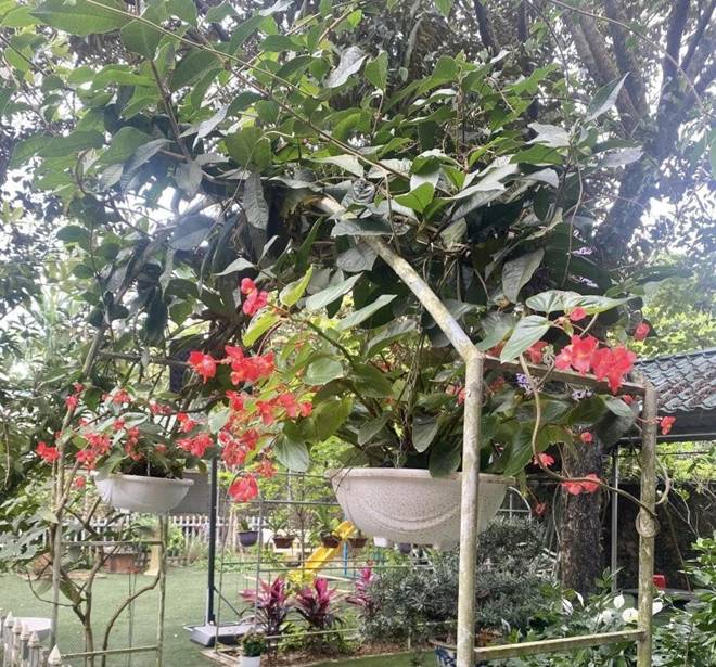 Nhà vườn 1.000m2 của NSND Thanh Hoa đủ hoa trái, nữ nghệ sĩ khoe loài hoa tím chuyển xanh đẹp mắt-9