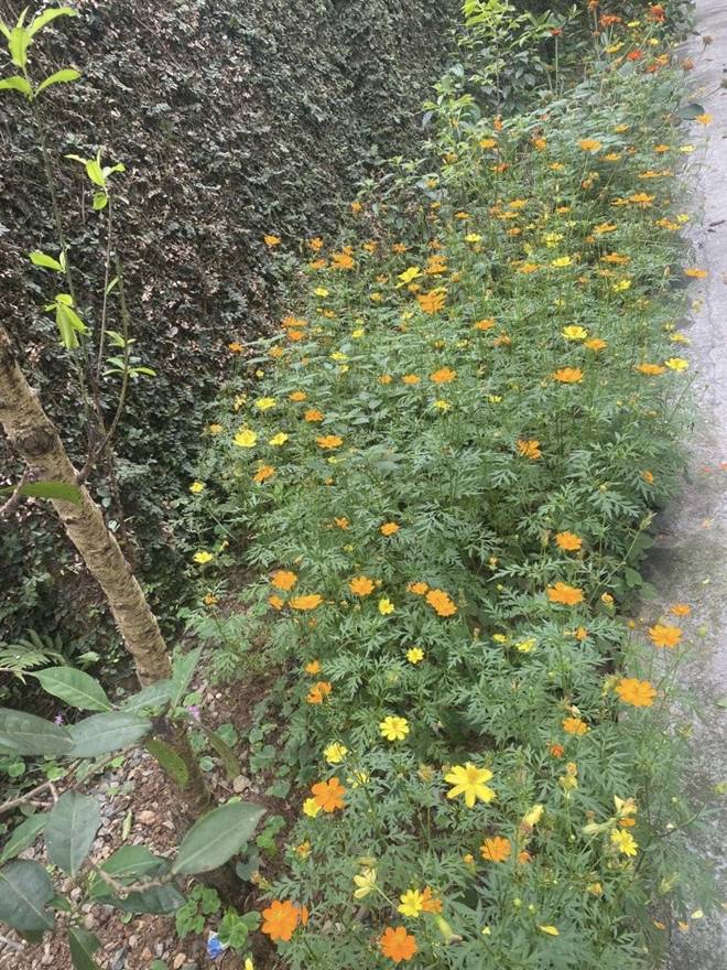 Nhà vườn 1.000m2 của NSND Thanh Hoa đủ hoa trái, nữ nghệ sĩ khoe loài hoa tím chuyển xanh đẹp mắt