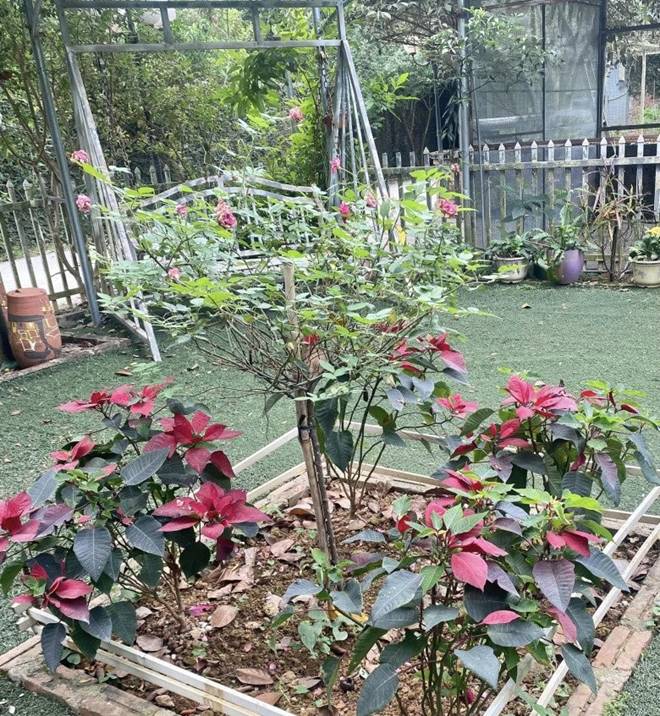 Nhà vườn 1.000m2 của NSND Thanh Hoa đủ hoa trái, nữ nghệ sĩ khoe loài hoa tím chuyển xanh đẹp mắt-11