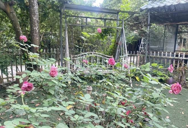 Nhà vườn 1.000m2 của NSND Thanh Hoa đủ hoa trái, nữ nghệ sĩ khoe loài hoa tím chuyển xanh đẹp mắt-12