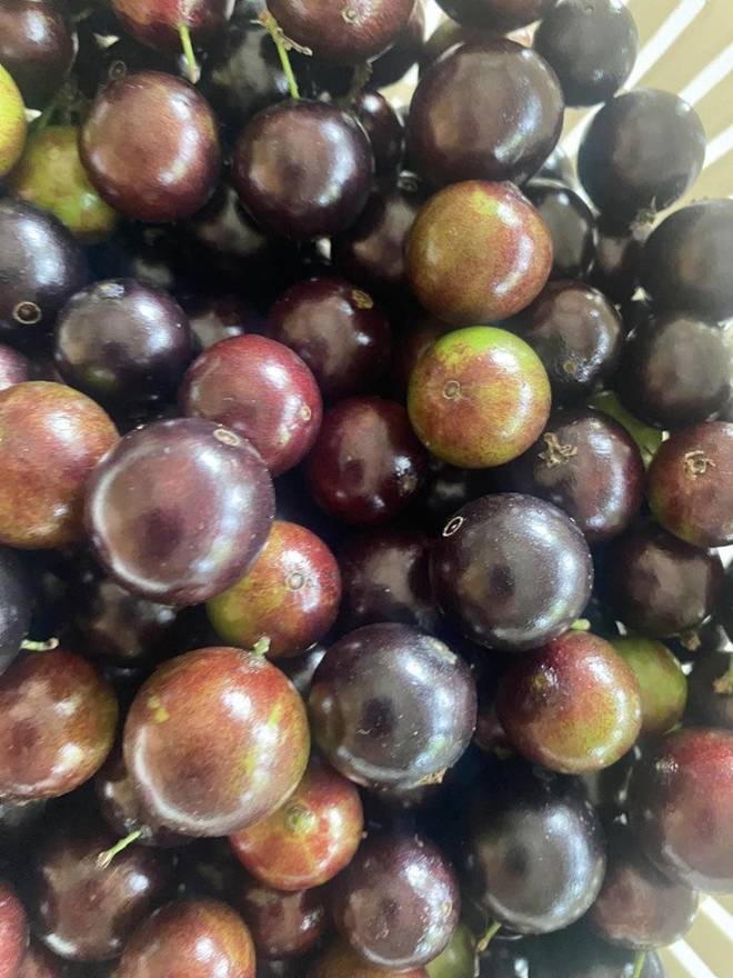 Nhà vườn 1.000m2 của NSND Thanh Hoa đủ hoa trái, nữ nghệ sĩ khoe loài hoa tím chuyển xanh đẹp mắt-18