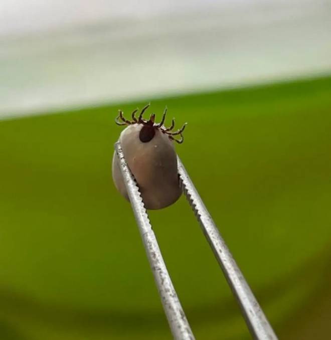 Con bị côn trùng cắn, một hành động của người mẹ suýt chút nữa khiến đứa trẻ ra đi mãi mãi-4