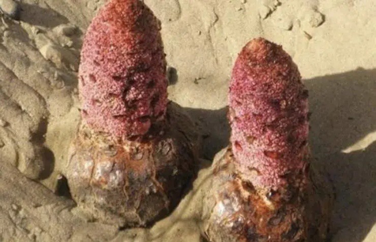 Bí ẩn quái cây” đỏ lòm trồi lên giữa sa mạc, giá chỉ 130.000đ/kg nhưng có tiền cũng khó mua-1