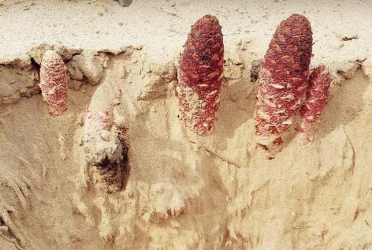 Bí ẩn quái cây” đỏ lòm trồi lên giữa sa mạc, giá chỉ 130.000đ/kg nhưng có tiền cũng khó mua-2