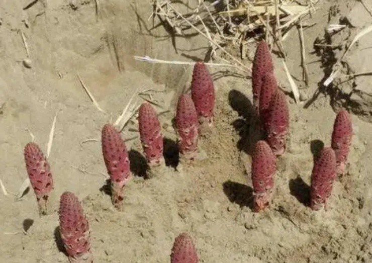 Bí ẩn quái cây” đỏ lòm trồi lên giữa sa mạc, giá chỉ 130.000đ/kg nhưng có tiền cũng khó mua-3