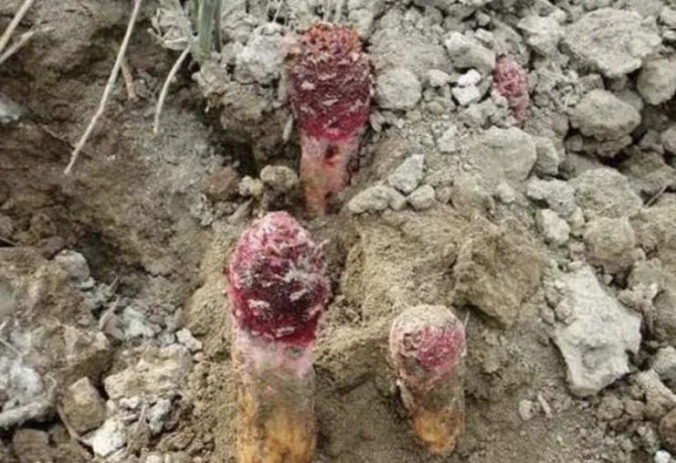 Bí ẩn quái cây” đỏ lòm trồi lên giữa sa mạc, giá chỉ 130.000đ/kg nhưng có tiền cũng khó mua-4