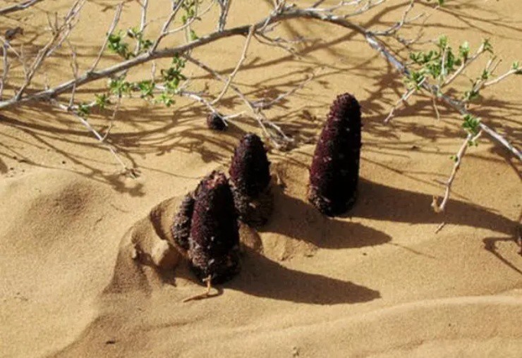 Bí ẩn quái cây” đỏ lòm trồi lên giữa sa mạc, giá chỉ 130.000đ/kg nhưng có tiền cũng khó mua-5