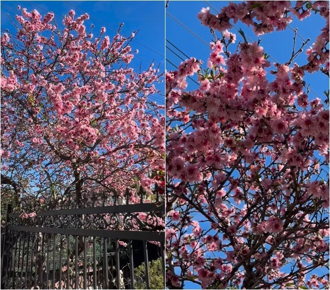 Bằng Kiều tặng mẹ món quà đắt tiền trong biệt thự 2000m2 ở Mỹ-9