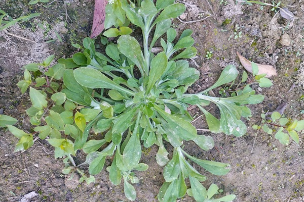 Tác dụng chữa bệnh của loại rau dại thường được người dân dùng làm bánh-1