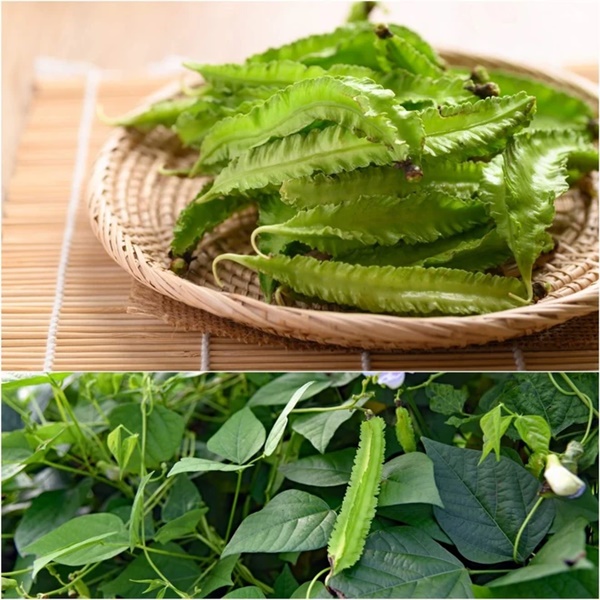 Loại đậu mà đông y gọi là thịt xanh, vừa ngon vừa bổ không kém nhân sâm-3
