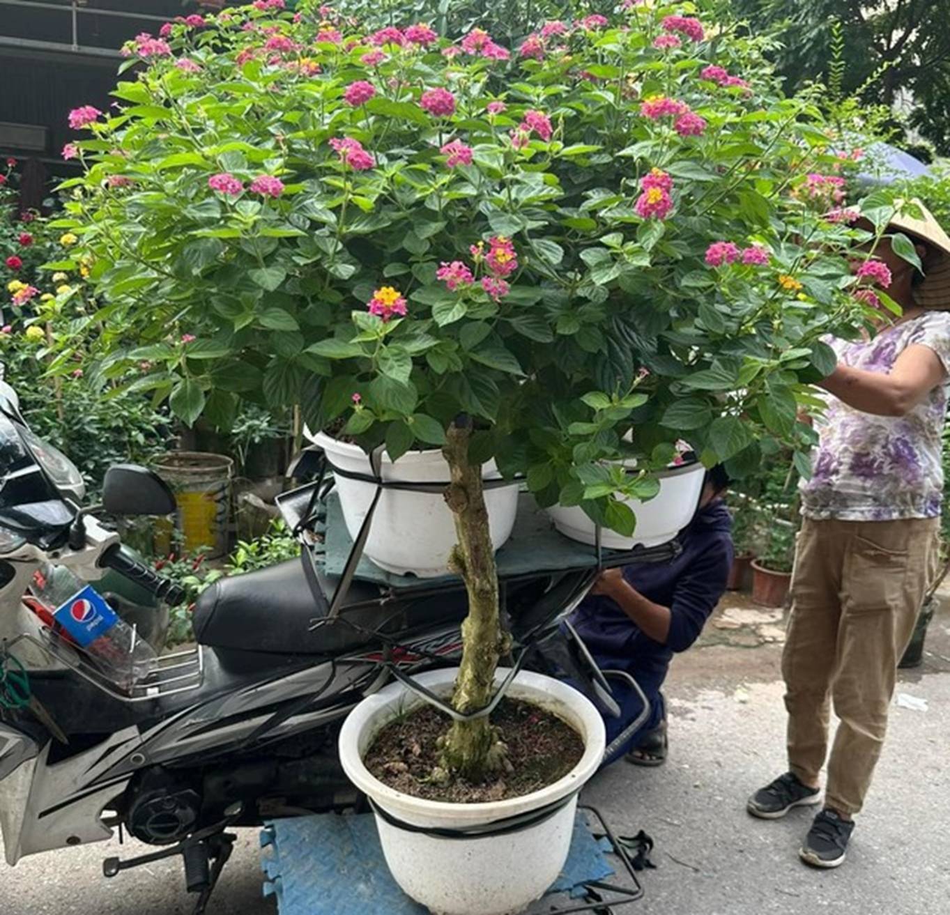 Cây cảnh hoa nở quanh năm đẹp rực rỡ, cắm vào đất cũng lên nhanh, giúp trị ho, còn mang lại vượng khí khi trồng-1