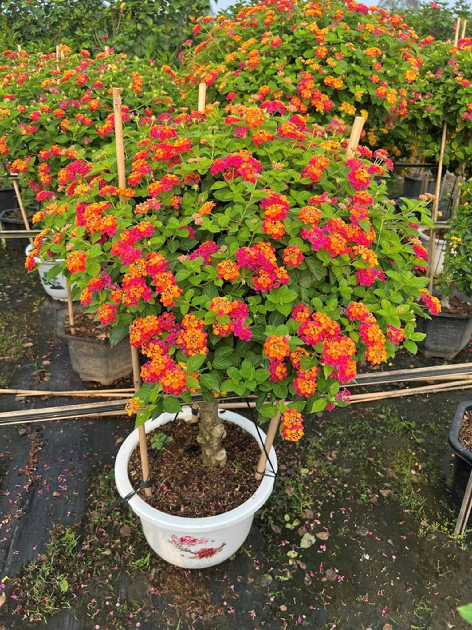 Cây cảnh hoa nở quanh năm đẹp rực rỡ, cắm vào đất cũng lên nhanh, giúp trị ho, còn mang lại vượng khí khi trồng-2