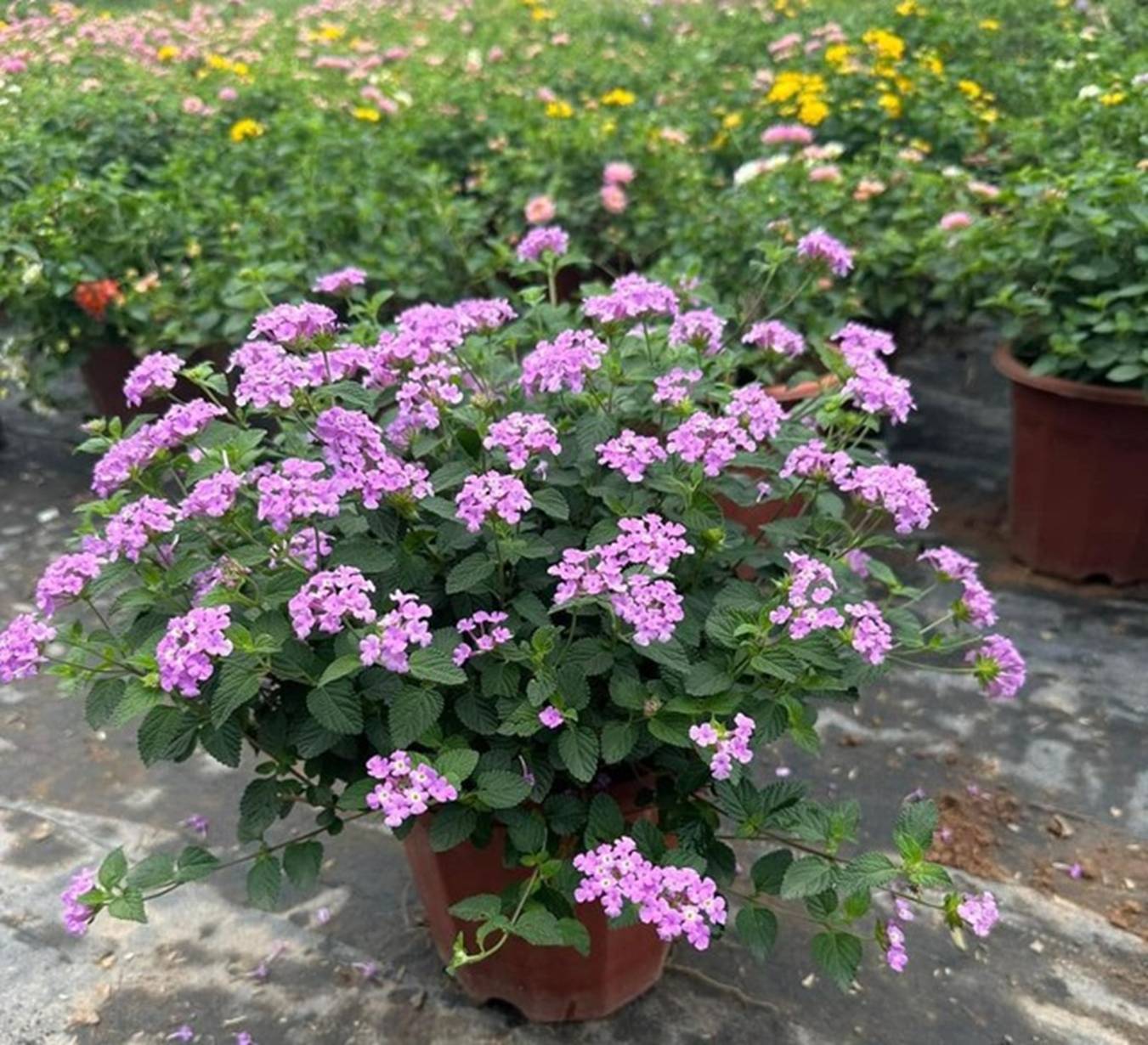 Cây cảnh hoa nở quanh năm đẹp rực rỡ, cắm vào đất cũng lên nhanh, giúp trị ho, còn mang lại vượng khí khi trồng-3