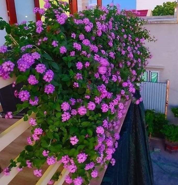 Cây cảnh hoa nở quanh năm đẹp rực rỡ, cắm vào đất cũng lên nhanh, giúp trị ho, còn mang lại vượng khí khi trồng-4