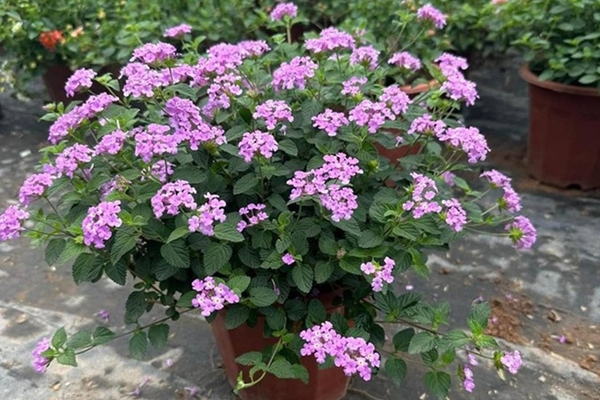 Cây cảnh hoa nở quanh năm, mùi thơm nhẹ giúp thư giãn, tên nghe đã thấy phúc khí vào nhà-3