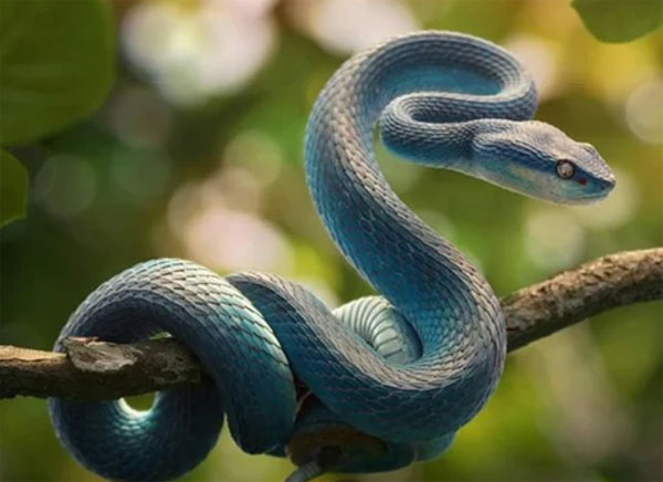 Sao tốt chiếu mệnh, 5 con giáp này sinh ra đã có số làm lãnh đạo, sự nghiệp sớm thành công-1