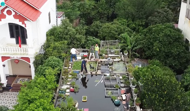 Ao cá trên nóc nhà của cụ ông 89 tuổi ở Hải Dương: Có khách cũng không phải đi chợ, lên ao là có ăn-3