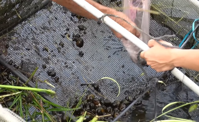 Ao cá trên nóc nhà của cụ ông 89 tuổi ở Hải Dương: Có khách cũng không phải đi chợ, lên ao là có ăn-6