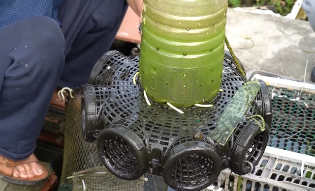 Ao cá trên nóc nhà của cụ ông 89 tuổi ở Hải Dương: Có khách cũng không phải đi chợ, lên ao là có ăn-7