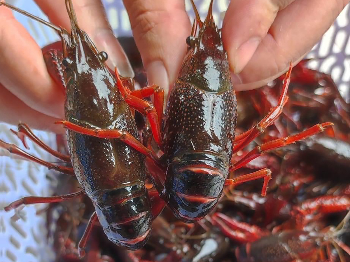 ‘Thủy quái’ đáng sợ đổ về Việt Nam, nhiều nước từng phải trả giá đắt-2