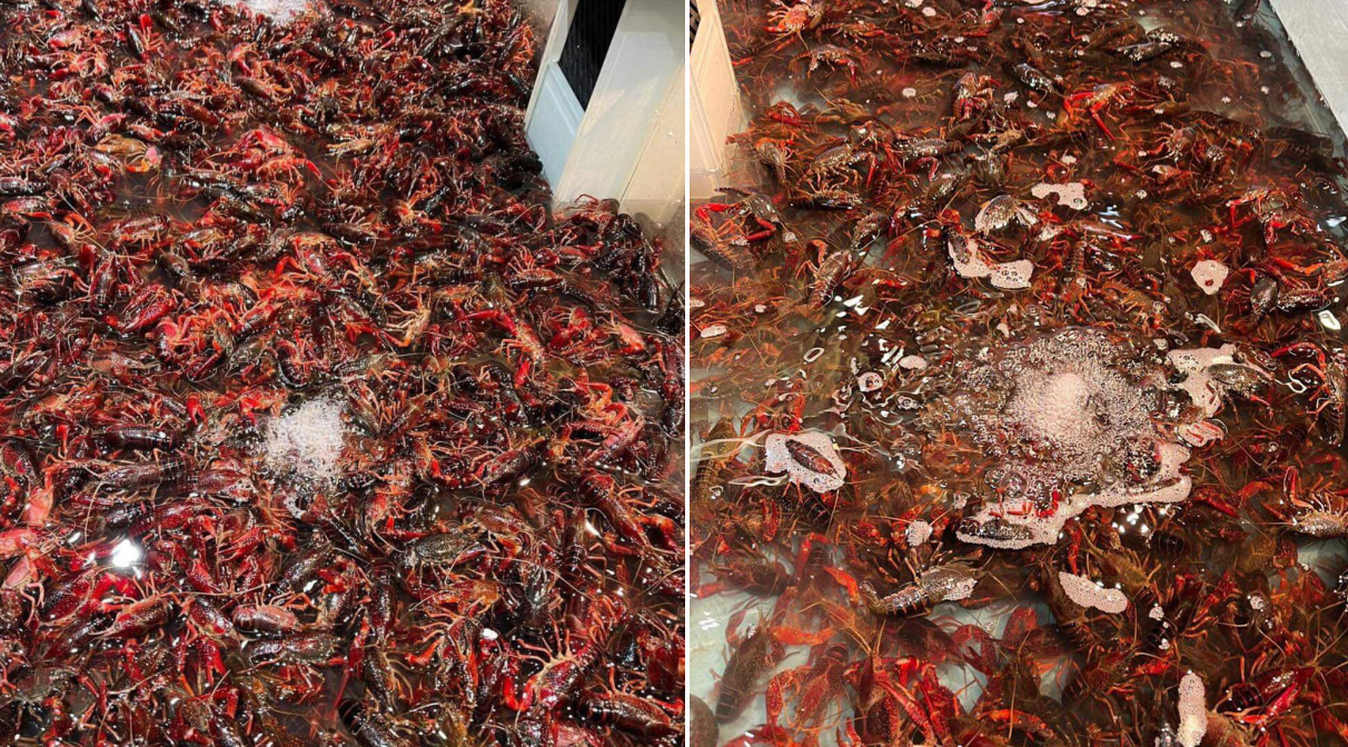 ‘Thủy quái’ đáng sợ đổ về Việt Nam, nhiều nước từng phải trả giá đắt-1