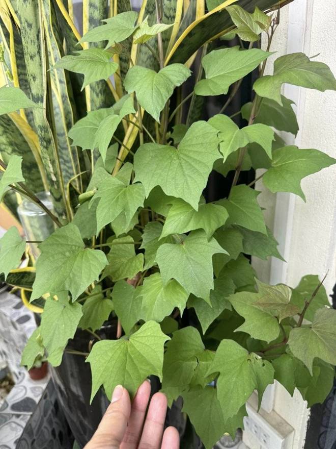 Ban công xanh nhà NSND Tự Long được cả 2 vợ chồng thích thú, bà xã Đại úy còn khoe: View thật tuyệt-7