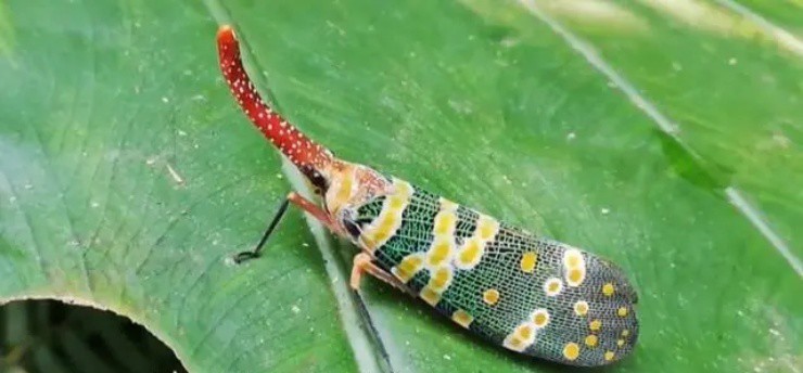 Việt Nam có loài voi bay”, vị ngon hơn thịt gà, nước ngoài bán hơn 2 triệu/kg vẫn ùn ùn người mua-1