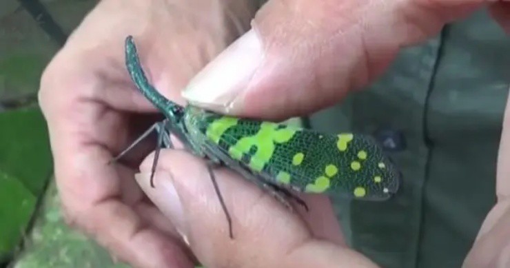 Việt Nam có loài voi bay”, vị ngon hơn thịt gà, nước ngoài bán hơn 2 triệu/kg vẫn ùn ùn người mua-2