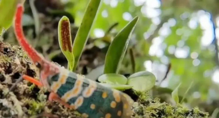 Việt Nam có loài voi bay”, vị ngon hơn thịt gà, nước ngoài bán hơn 2 triệu/kg vẫn ùn ùn người mua-3