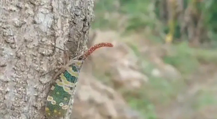 Việt Nam có loài voi bay”, vị ngon hơn thịt gà, nước ngoài bán hơn 2 triệu/kg vẫn ùn ùn người mua-4