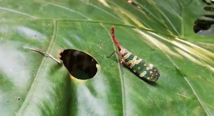 Việt Nam có loài voi bay”, vị ngon hơn thịt gà, nước ngoài bán hơn 2 triệu/kg vẫn ùn ùn người mua-5