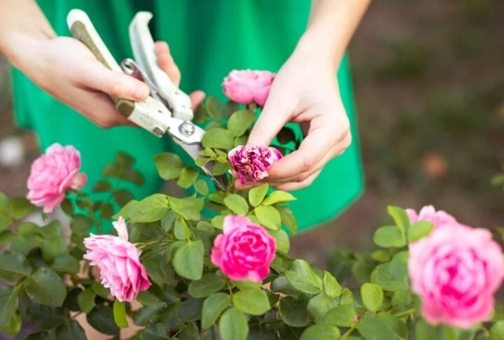Trồng hoa hồng nhớ dùng những tuyệt chiêu này để hoa nở nhiều-2