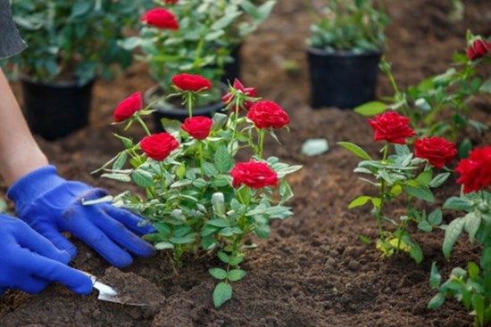 Trồng hoa hồng nhớ dùng những tuyệt chiêu này để hoa nở nhiều