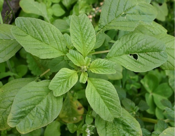 Được ví là vị thuốc hạn chế sưng viêm và tiểu đường, rau này dễ trồng như cỏ-1