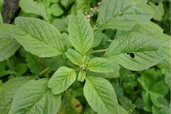 Người bệnh tiểu đường nên ăn quả gì?-2