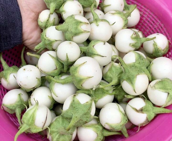 Cách muối cà pháo giòn ngon, không bị thâm-1