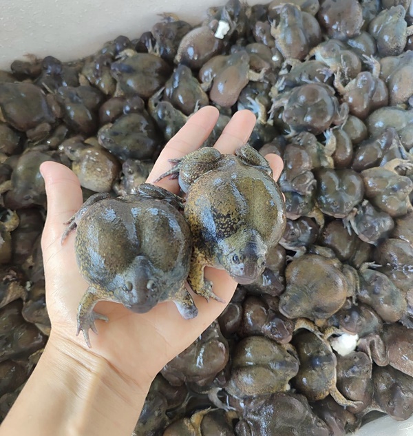 Loại ếch hình thù kỳ dị, hiếm có, giá 300 nghìn mỗi kg gây sốt-1