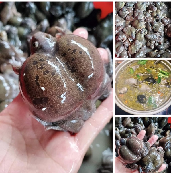 Loại ếch hình thù kỳ dị, hiếm có, giá 300 nghìn mỗi kg gây sốt-2