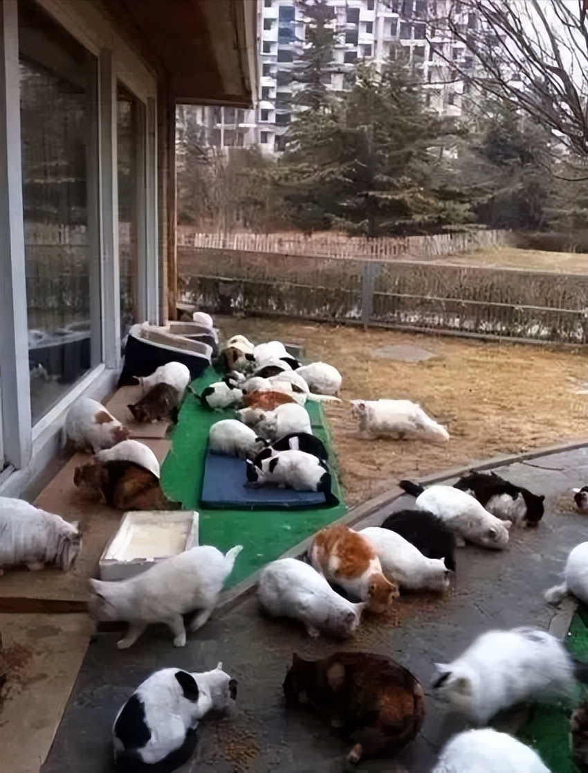 Bên trong dinh thự 16.700m2 của Lưu Diệc Phi cùng hơn 50 chú mèo-20