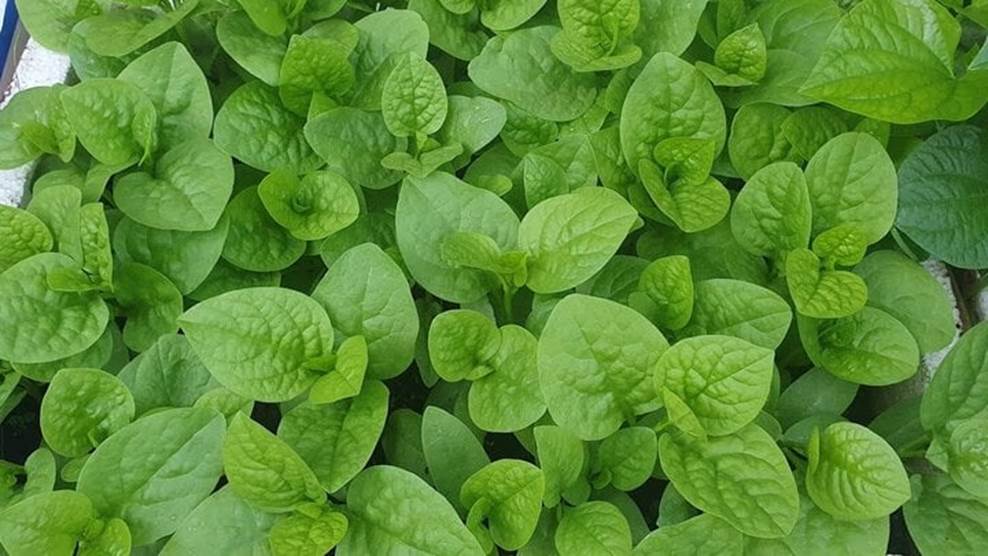 5 loại rau mùa hè chỉ cần cắm cành xuống đất là phát triển tươi tốt-2