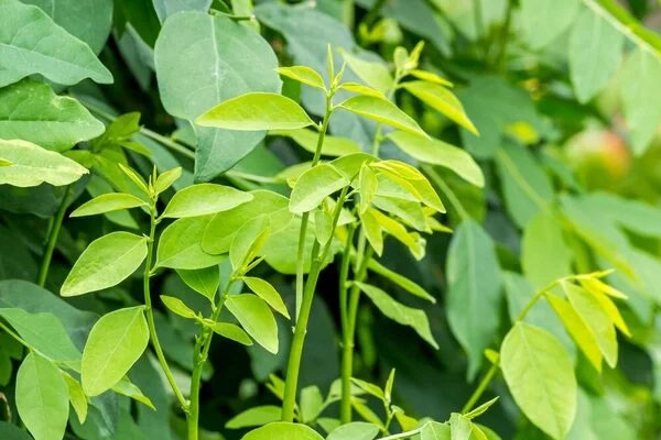 3 thứ tuyệt đối không được để trong phòng ngủ nếu không muốn cuộc sống âm thầm bị kéo xuống-2