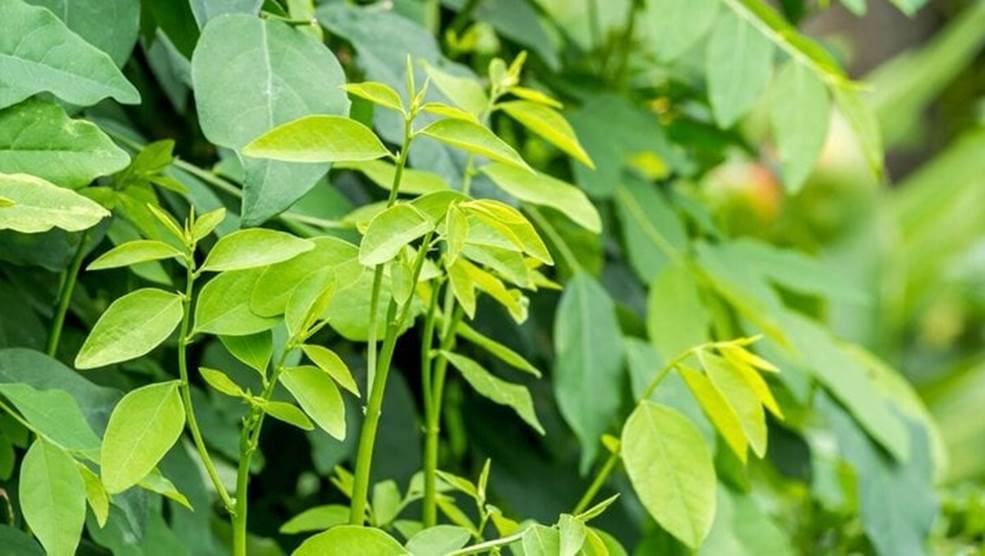 5 loại rau mùa hè chỉ cần cắm cành xuống đất là phát triển tươi tốt-5