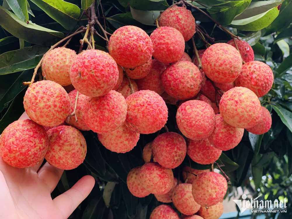 Thương nhân Trung Quốc đi khắp Lục Ngạn mua gom, giá vải thiều cao kỷ lục-1