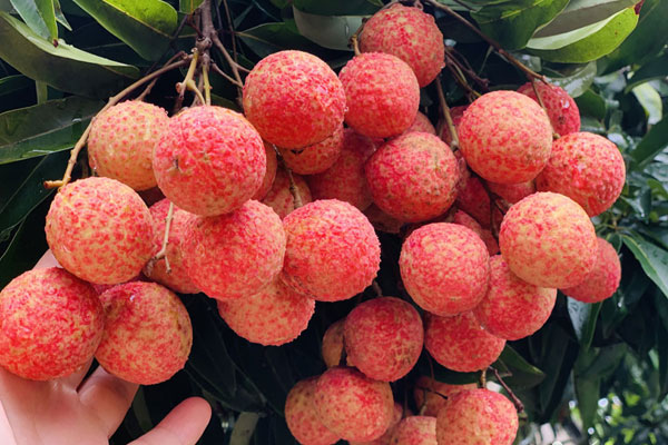 Thương nhân Trung Quốc mua gom vải thiều giá cao, quýt Úc nhập khẩu siêu rẻ-2