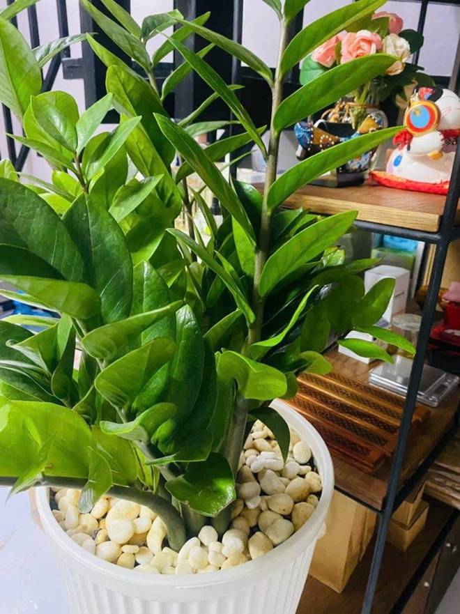 Ca sĩ Thu Phượng khoe căn nhà đầy tiếng chim hót, cho biết chồng Tây rất yêu cây cỏ hoa lá-6