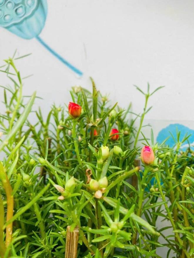 Ca sĩ Thu Phượng khoe căn nhà đầy tiếng chim hót, cho biết chồng Tây rất yêu cây cỏ hoa lá-9