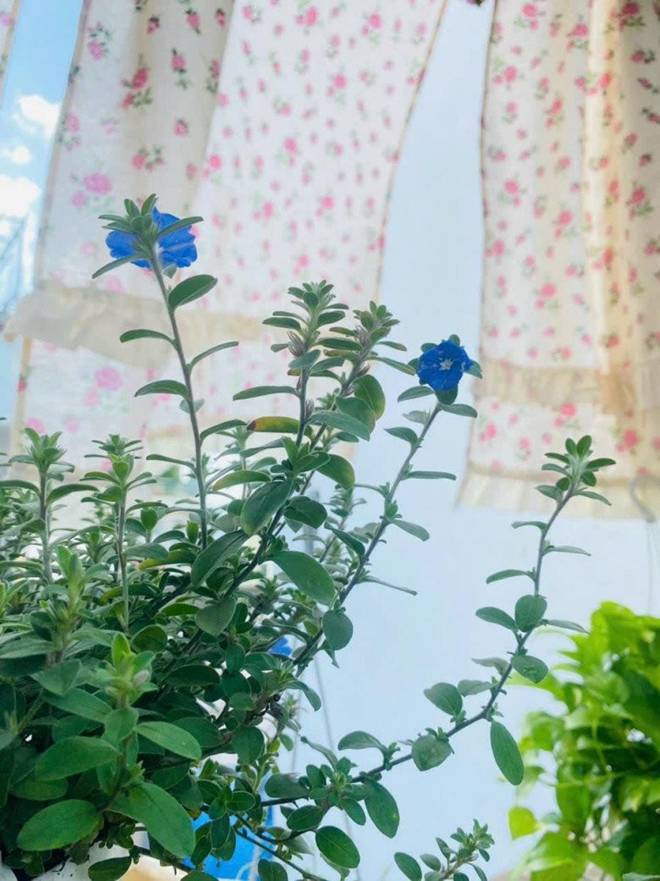 Ca sĩ Thu Phượng khoe căn nhà đầy tiếng chim hót, cho biết chồng Tây rất yêu cây cỏ hoa lá-12